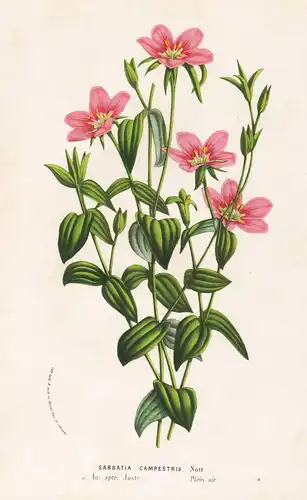 Sabbatia Campestris. - meadow pink Sabatia America Blume flowers Blumen flowers Botanik Botanical Botany antiq