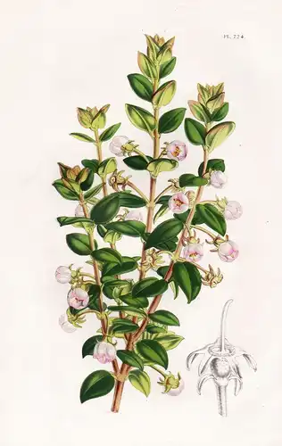 (Eugenia Ugni) -  Ugni molinae Chile Argentina Botanik Botanical Botany antique print