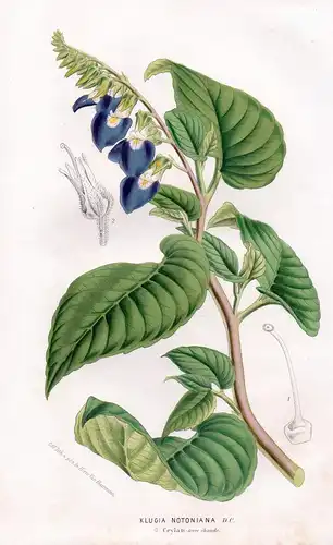 Klugia Notoniana - Rhynchoglossum India China Botanik Botanical Botany antique print