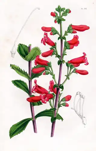 (Pentstemon Baccharidifolius) - beardtongues Rock Penstemon flowers Botanik Botanical Botany antique print