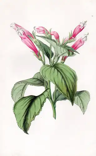 (Siphocamphylus Coccineus var. Leucostoma) - Fuchsia Centropogon coccineus Botanik Botanical Botany antique pr