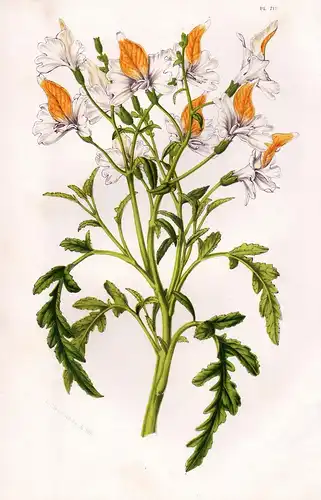 (Schizanthus Grahami) - butterfly flower fringeflower Spaltblumen Botanik Botanical Botany antique print