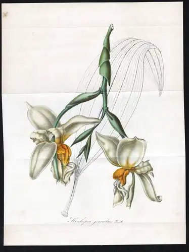 Stanhopea graveolens - orchid Mexico South America orchids Orchideen flower flowers Blumen Himalaya Botanik Bo