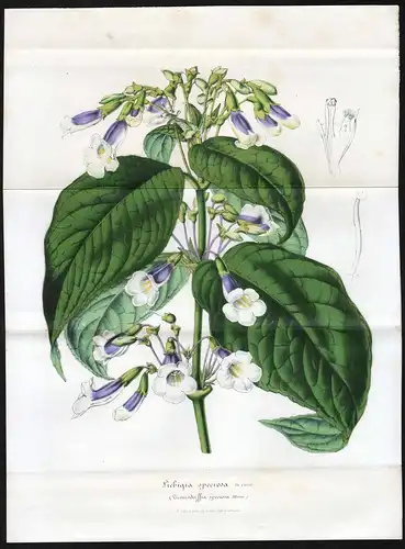 Liebigia speciosa - African violet Gesneriengewächse flowers Blumen Botanik Botanical Botany antique print