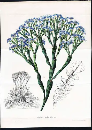 Stalice imbricata - wavyleaf sea lavender flower Spain Turkey North Africa Canary Islands flowers Botanik Bota