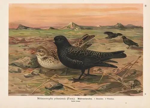 Mohrenlerche  Lerche black lark Vogel Vögel bird birds
