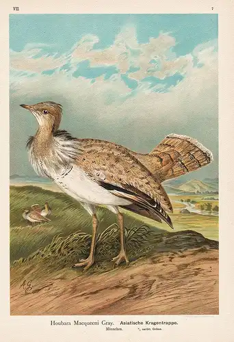 Asiatische Kragentrappe  Trappe Saharakragentrappe houbara bustard Vogel Vögel bird birds