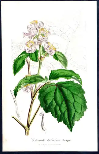 Clematis tubulosa - Waldreben Klematis buttercup flower flowers Blume Blumen Botanik Botanical Botany antique