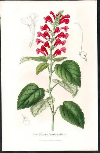 Scutellaria Ventenatii - Helmkräuter skullcaps flower flowers Blume Blumen Botanik Botanical Botany antique pr