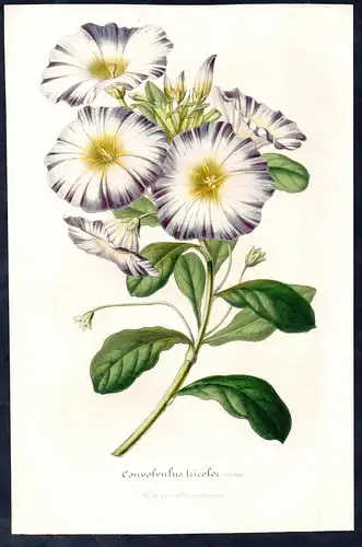 Convolvulus tricolor - bindweed morning glory Winden flower flowers Blume Blumen Botanik Botanical Botany anti