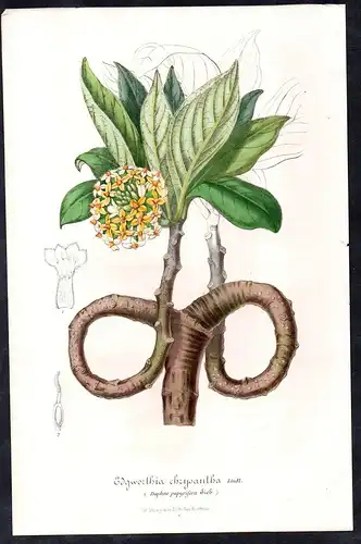 Edgworthia chrysantha - Oriental paperbush mitsumata flower flowers Blume Blumen Botanik Botanical Botany anti