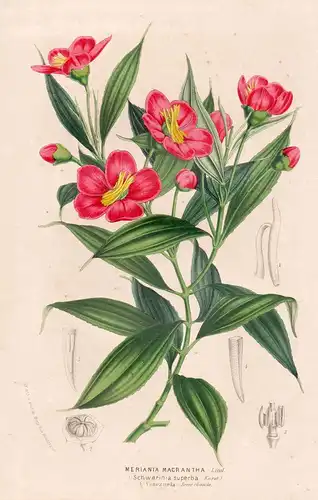 Meriana marantha - Meriania longifolia Venezuela flower flowers Blume Blumen Botanik Botanical Botany