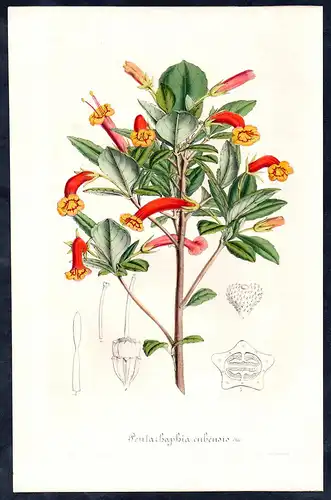 Pentarhaphia cubensis - Gesneria flower flowers Blume Blumen Botanik Botanical Botany antique print