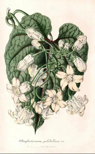 Rhaphistemma pulchellum - flower flowers Blume Blumen Botanik Botanical Botany antique print