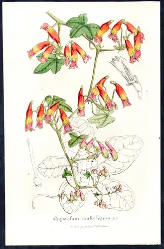 Tropaeolum umbellatum - Ecuador flower flowers Blume Blumen Botanik Botanical Botany antique print