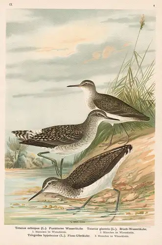 Punktierter Wasserläufer, Bruch-Wasserläufer, Fluss-Uferläufer, Bruchwasserläufer Wasserläufer wood sandpiper