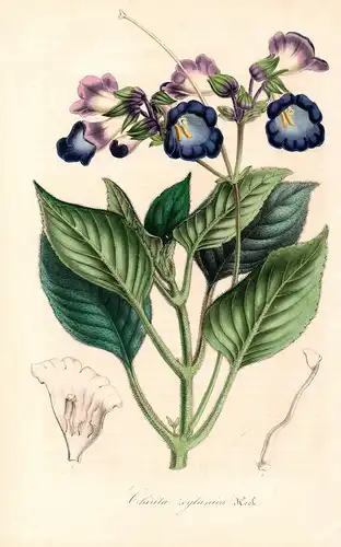 Chirita zeylanica - Henckelia flower flowers Blume Blumen Botanik Botanical Botany antique print