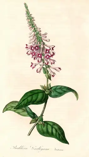 Buddleia Lindleyana - Buddleja lindleyana China Japan Asia flower flowers Blumen Botanik Botanical Botany anti