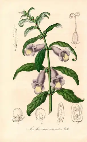Anthadenia sesamoides - Sesame benne Africa India flower flowers Blume Blumen Botanik Botanical Botany antique