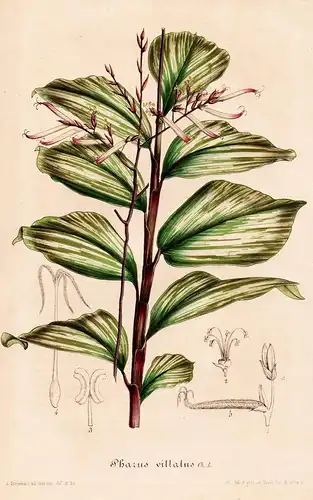 Pharus vittatus. - stalkgrasses Pharus Botanik Botanical Botany antique print