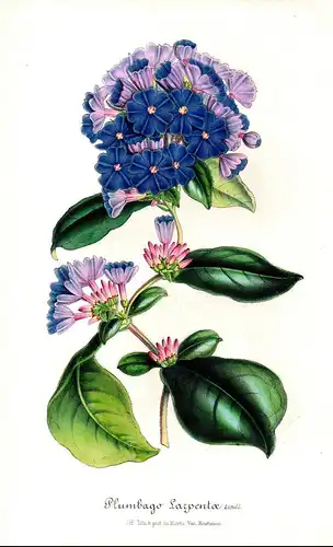 Plumbago Larpentae. - plumbago leadwort flower flowers Blume Blumen Botanik Botanical Botany antique print