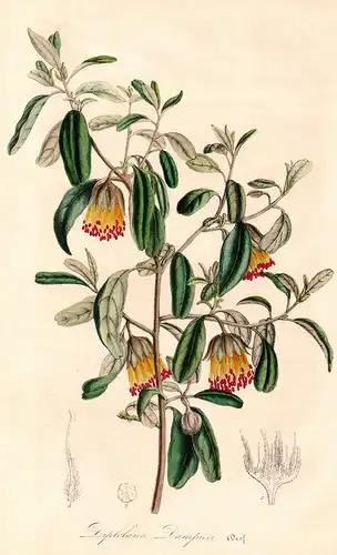 Diplolaena Dampicri - Diplolaena Australia flower flowers Blumen Botanik Botanical Botany antique print