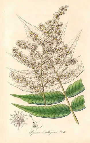 Spiraea lindleyana - Himalaja-Fiederspiere Sorbaria tomentosa Asia Botanik Botanical Botany antique print