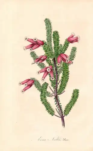Erica Neillii - heath heather Erica flower flowers Blumen Botanik Botanical Botany antique print