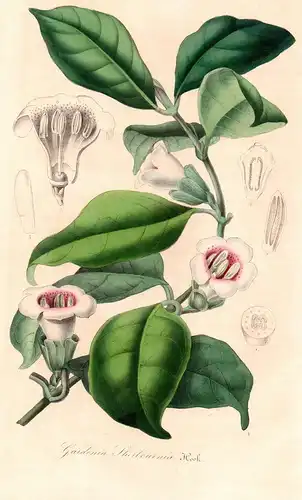 Gardenia Sherbournia - Sherbournia West Africa flower flowers Blumen Botanik Botanical Botany antique print