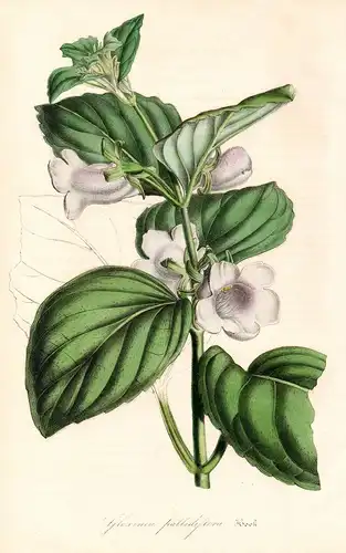 Gloxinia pallidiflora - Gloxinia perennis Canterbury bells Latin America flower flowers Blumen Botanik Botanic