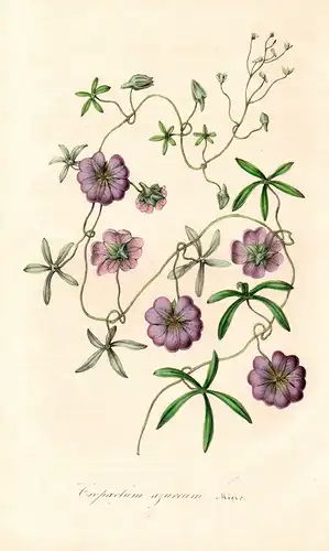 Tropaeolum azureum -  Tropaeolum azureum Chile flower flowers Blumen Botanik Botanical Botany antique print