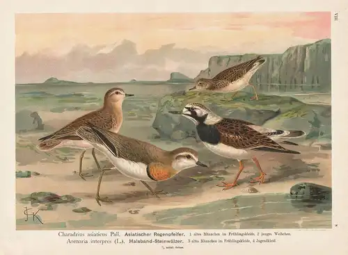 Asiatischer Regenpfeifer, Halsband-Steinwälzer ruddy turnstone Vogel Vögel bird birds