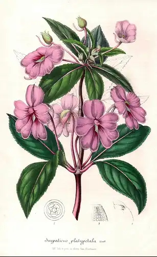 Impatiens platypetala - Impatiens platypetala Java island flower flowers Blume Blumen Botanik Botanical Botany