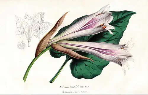 Lilium cordifolium - lily lilies Lilien flower flowers Blume Blumen Botanik Botanical Botany antique print