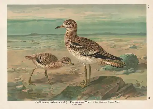 Europäischer Triel stone-curlew Vogel Vögel bird birds