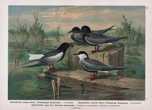 Weissflügelige Seeschwalbe, Weissbärtige Seeschwalbe, Schwarze Seeschwalbe Schwalben swallows Vogel Vögel bird