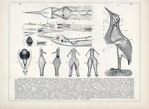 Rohrdommel Muskulatur Mustel muscular Anatomie anatomy Vogel Vögel bird birds