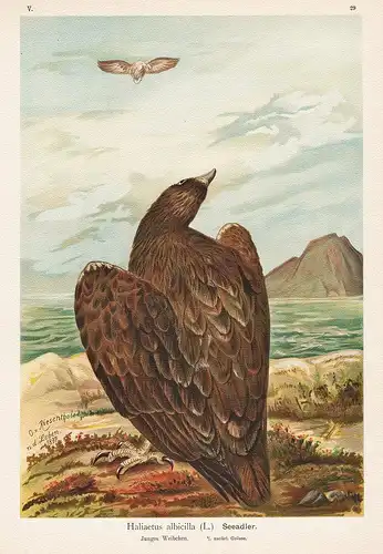 Seeadler Adler Greifvogel white-tailed sea-eagle Vogel Vögel bird birds