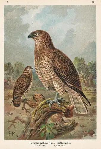 Natternadler Schlangenadler short-toed snake eagle Adler Greifvogel  Vogel Vögel bird birds