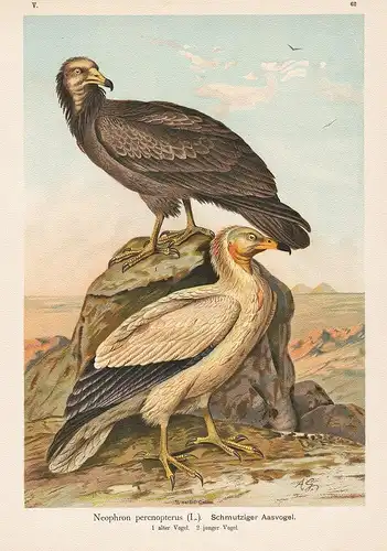 Schmutziger Aasvogel Schmutzgeier Geier Egyptian vulture Greifvogel Vogel Vögel bird birds