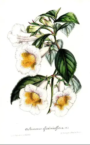 Ochimenes gloxiniaeflora  / achimenes gloxinia Australien Neuseeland Flower flowers Blumen Botanik Botanical B