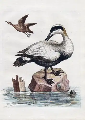 The Great Black and White Duck - Duck Ducks Ente Enten bird birds Vogel Vögel ornithology