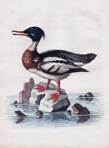 The Red-Breasted Goosander - Goosander Gänsesäger Ente Enten Seaduck duck bird birds Vogel Vögel ornithology