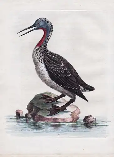The Red-Throated Ducker or Loon - Loon Seetaucher water bird Wasservogel bird birds Vogel Vögel ornithology