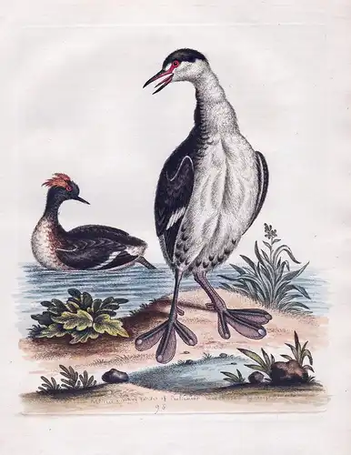 The Black and White Dobchick and the Eared Dobchick - Dabchick Zwergtaucher Wasservogel water bird birds Vogel