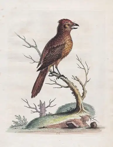 The Crested Red, or Russit Butcher-Bird - Butcherbird Würger bird birds Vogel Vögel