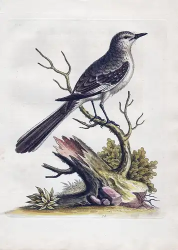The Lesser Mock-Bird - Tropical Mockingbird America Spottdrossel bird birds Vogel Vögel ornithology
