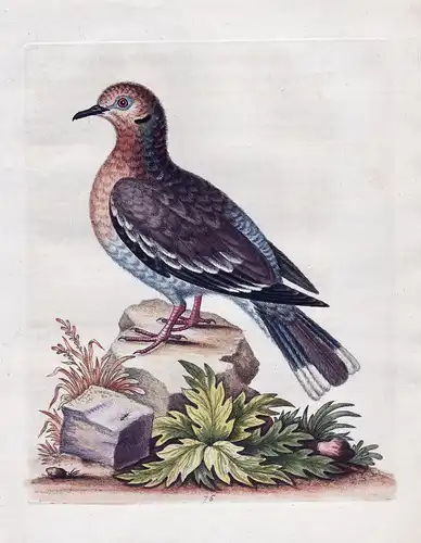 The Brown Indian Dove - pigeon dove Taube India Indien bird birds Vogel Vögel ornithology