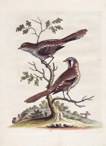 The Leaft Butcher-Bird - Butcherbird Würger bird birds Vogel Vögel