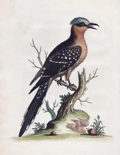 The Great Spotted Cuckow - Cuckoo Kuckuck bird birds Vogel Vögel